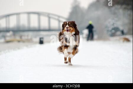 Un gioioso pastore australiano in miniatura corre attraverso la neve. Questo scatto d'azione cattura l'energia e l'amore del cane per giocare all'aperto in inverno. Foto Stock