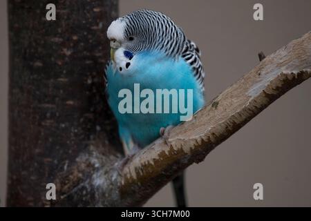Il Budgerigar (Melopsittacus undulatus), noto anche come Common Parakeet, Shell Parakeet o Budgie. Foto Stock