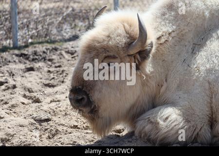 Primo piano nel ritratto di profilo raro bisonte bianco adulto delle grandi Pianure che si rilassa in una giornata di sole Foto Stock