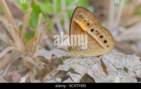 Falena a farfalla arancione Bush-Brown (Mycalesis Terminus) con ali maculate marroni che riposano mimetizzate in lettiera a foglia secca sul pavimento della foresta pluviale tropicale Foto Stock