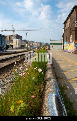 Fiori lungo i binari della ferrovia a Strathcona, Vancouver, British Columbia. Foto Stock