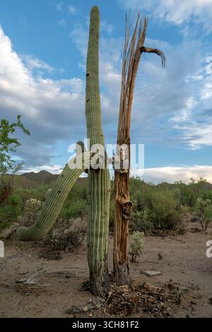 Un saguaro sorge accanto allo scheletro di un cactus saguaro Foto Stock