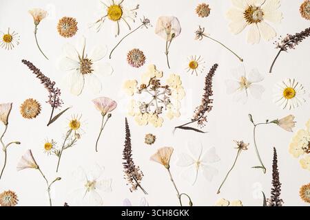 I fiori secchi sono piatti su sfondo bianco. Stampa floreale botanica per arredare la casa. Allestimento vintage. Foto Stock