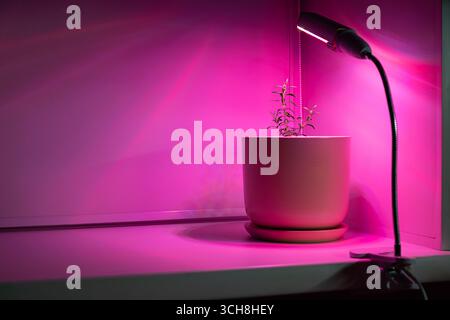 Pianta di lavanda in pentola sotto una luce rosa artificiale. Concetto di coltivazione e crescita delle piante domestiche. Giardinaggio interno. Foto Stock