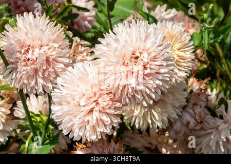 Callistephus chinensis "albicocca di dimensioni reali" una pianta autunnale estiva in fiore con un fiore estivo dal giallo all'albicocca rosa comunemente noto come Chin Foto Stock