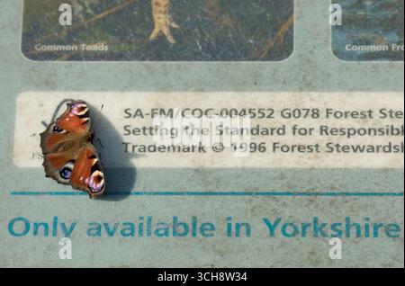 Farfalla di Peacock su un cartello informativo a Timble Ings, North Yorkshire Foto Stock