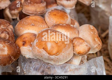 Shiitake /funghi cinesi /neri (Lentinula edodes), funghi gourmet commestibili e della medicina tradizionale Foto Stock