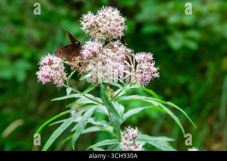 Primo piano di due farfalle che si nutrono di fiori rosa selvatici in uno sfondo verde naturale. Macrofotografia di insetti, impollinazione e fauna selvatica in summ Foto Stock