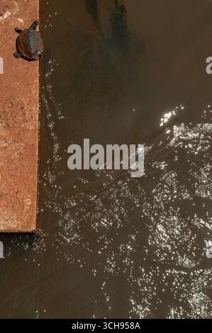 Cascate di Iguazu: Una tartaruga lungo il fiume Iguazu, principale affluente del fiume Parana che si innalza in Brasile e scorre ad ovest, segnando il confine con l'Argentina Foto Stock