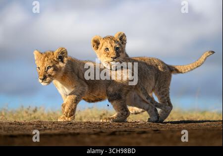Lion Cub poggia la sua Paw e Chin sulla schiena del fratello Foto Stock