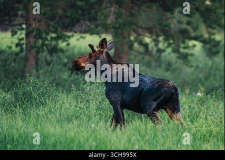 Un alce solitario si trova in una radura forestale al crepuscolo. Foto Stock