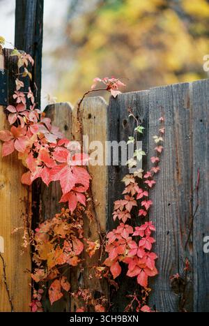 Viti rosse autunnali che si arrampicano lungo una rustica recinzione in legno su pellicola Foto Stock