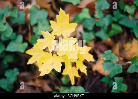Foglie d'acero giallo brillante contro il verde terreno di edera in autunno Foto Stock