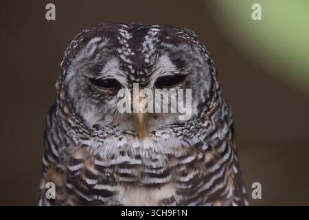 Il gufo di Chaco (Strix chacoensis), un gufo trovato in Argentina, Bolivia e Paraguay. Foto Stock