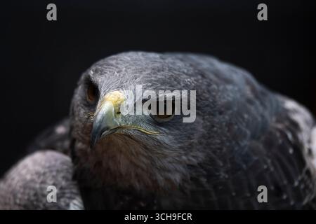 L'aquila azzurra cilena (Geranoaetus melanoleucus). Conosciuto anche come Black-Chested Buzzard-Eagle. Foto Stock