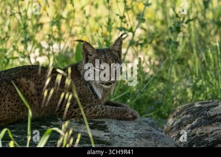 La lince iberica adulta (Lynx pardinus) si sedette guardando verso la macchina fotografica, Sierra de Andújar Natural Park Spagna aprile 2025 Foto Stock