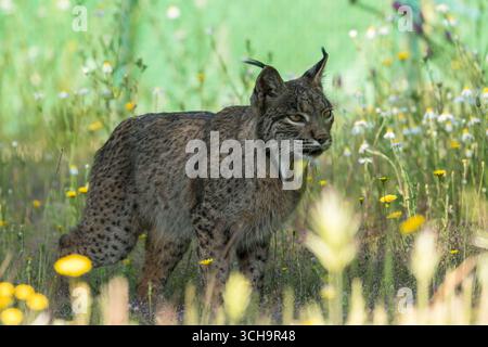 Lince iberica adulta (Lynx pardinus) in cerca di preda. Parco naturale Sierra de Andújar Spagna aprile 2025 Foto Stock