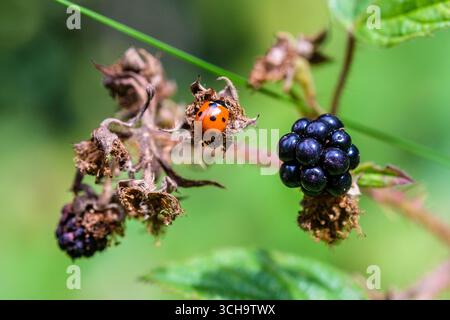 Ladybird ( Coccinellidae ) su un cespuglio di mora nel bosco britannico Foto Stock