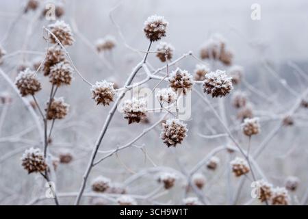 Glycyrrhiza yunnanensis, liquirizia dello Yunnan, teste di semi piccanti ricoperte di gelo a metà inverno Foto Stock