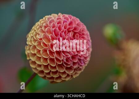Lussureggiante Fiore Dahlia close up Foto Stock
