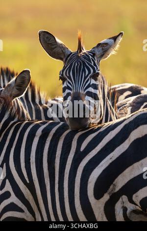 Plains zebra nota anche come zebra di Grant, (Equus quagga boehmi tiene d'occhio i predatori nel Parco Nazionale di Akagera, Ruanda Foto Stock