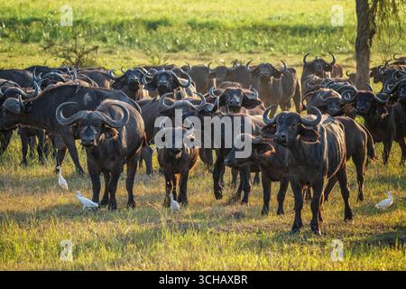 Ritratto di Cape Buffalo (Syncerus Coffer caffe) nel Parco Nazionale di Akagera, Ruanda Foto Stock