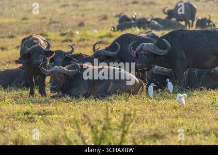 Ritratto di Cape Buffalo (Syncerus Coffer caffe) nel Parco Nazionale di Akagera, Ruanda Foto Stock