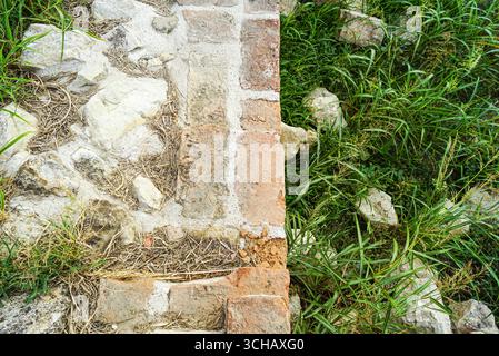Frammento di un antico muro di mattoni e pietra ed erba verde, in cui si trovano frammenti di muratura distrutta. Rovine ricoperte di vegetazione: Natura e fortezza Foto Stock