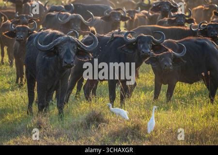 Ritratto di Cape Buffalo (Syncerus Coffer caffe) nel Parco Nazionale di Akagera, Ruanda Foto Stock