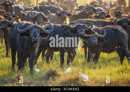Ritratto di Cape Buffalo (Syncerus Coffer caffe) nel Parco Nazionale di Akagera, Ruanda Foto Stock