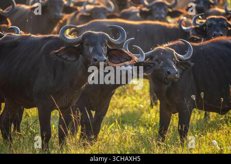 Ritratto di Cape Buffalo (Syncerus Coffer caffe) nel Parco Nazionale di Akagera, Ruanda Foto Stock