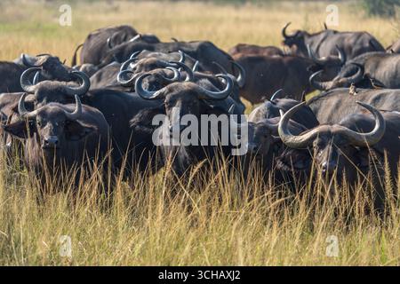 Ritratto di Cape Buffalo (Syncerus Coffer caffe) nel Parco Nazionale di Akagera, Ruanda Foto Stock