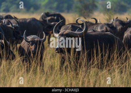 Ritratto di Cape Buffalo (Syncerus Coffer caffe) nel Parco Nazionale di Akagera, Ruanda Foto Stock