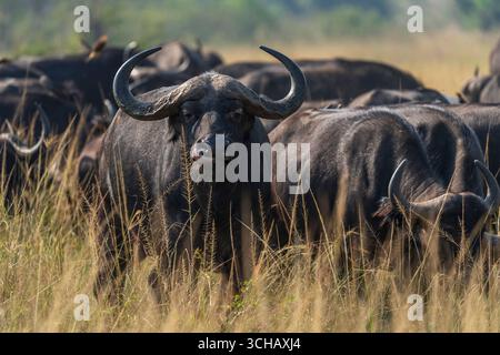 Ritratto di Cape Buffalo (Syncerus Coffer caffe) nel Parco Nazionale di Akagera, Ruanda Foto Stock