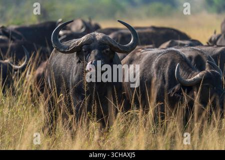 Ritratto di Cape Buffalo (Syncerus Coffer caffe) nel Parco Nazionale di Akagera, Ruanda Foto Stock