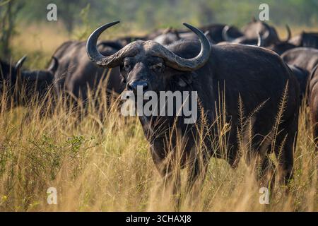 Ritratto di Cape Buffalo (Syncerus Coffer caffe) nel Parco Nazionale di Akagera, Ruanda Foto Stock