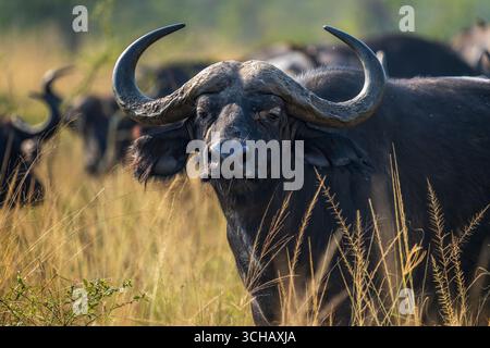 Ritratto di Cape Buffalo (Syncerus Coffer caffe) nel Parco Nazionale di Akagera, Ruanda Foto Stock