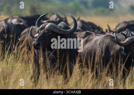Ritratto di Cape Buffalo (Syncerus Coffer caffe) nel Parco Nazionale di Akagera, Ruanda Foto Stock