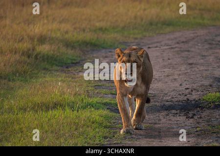 Il leone femminile (Panthera leo) passeggia alla luce del mattino presto sulla prateria della piana di Kilala nel Parco Nazionale di Akagera in Ruanda Foto Stock