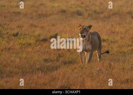 Il leone femminile (Panthera leo) passeggia alla luce del mattino presto sulla prateria della piana di Kilala nel Parco Nazionale di Akagera in Ruanda Foto Stock