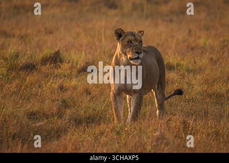 Il leone femminile (Panthera leo) passeggia alla luce del mattino presto sulla prateria della piana di Kilala nel Parco Nazionale di Akagera in Ruanda Foto Stock