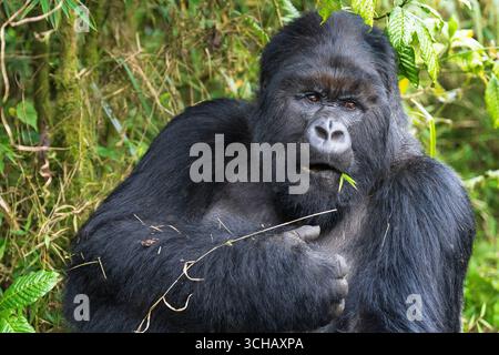 Ritratto di Marambo il silverback dominante della famiglia Muhoza di gorilla di montagna (Gorilla beringei beringei) nel Parco Nazionale dei Vulcani in Ruanda Foto Stock