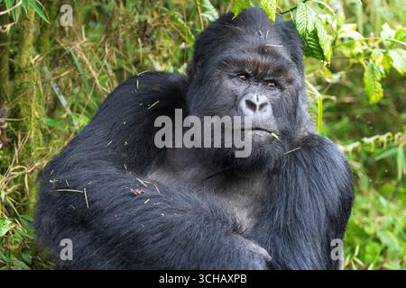 Ritratto di Marambo il silverback dominante della famiglia Muhoza di gorilla di montagna (Gorilla beringei beringei) nel Parco Nazionale dei Vulcani in Ruanda Foto Stock