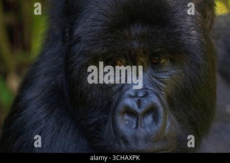 Ritratto del gorilla silverback (Gorilla gorilla berengei) della famiglia Umabanu nel Parco Nazionale dei Vulcani in Ruanda Foto Stock