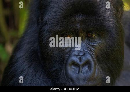 Ritratto del gorilla silverback (Gorilla gorilla berengei) della famiglia Umabanu nel Parco Nazionale dei Vulcani in Ruanda Foto Stock