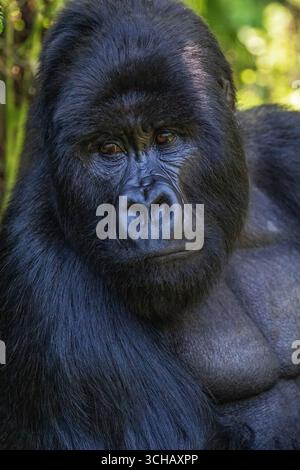 Ritratto del gorilla silverback (Gorilla gorilla berengei) della famiglia Umabanu nel Parco Nazionale dei Vulcani in Ruanda Foto Stock