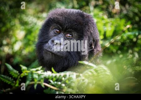 Piccolo gorilla di montagna (Gorilla beringei beringei) nel Parco Nazionale dei Vulcani in Ruanda Foto Stock