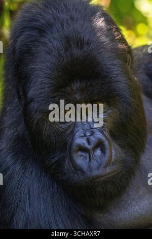 Ritratto del gorilla silverback (Gorilla gorilla berengei) della famiglia Umabanu nel Parco Nazionale dei Vulcani in Ruanda Foto Stock