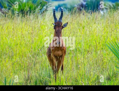 Un alcelamo rosso (Alcelaphus buselaphus caama) con filo spinato aggrovigliato intorno alla testa. Murchison Falls National Park, Uganda, Africa. Foto Stock