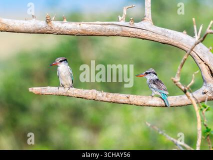 Un paio di Kingfisher a righe (Halcyon chelicuti) arroccato su un ramo. Murchison Falls National Park, Uganda, Africa. Foto Stock